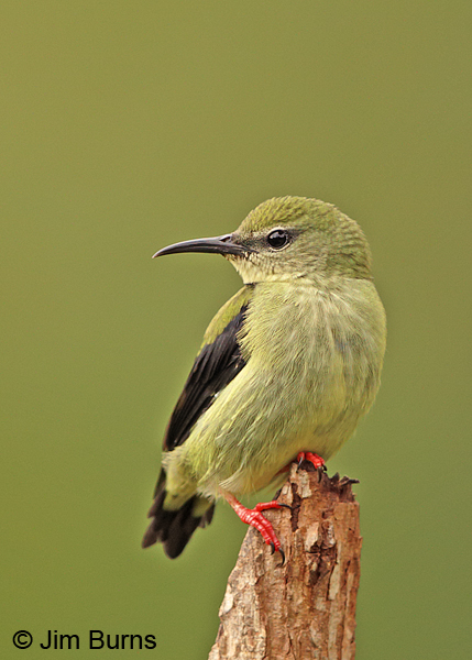 Red-legged Honeycreeper nonbreeding male