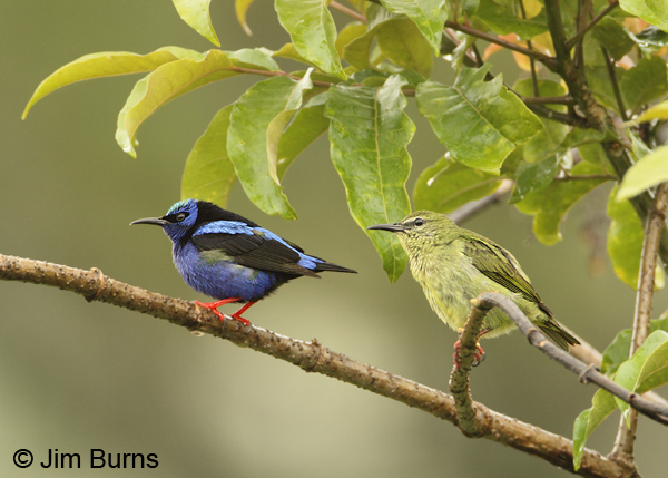 Red-legged Honeycreeper pair