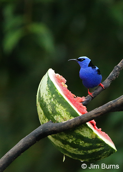 Red-legged Honeycreeper male at watermelon