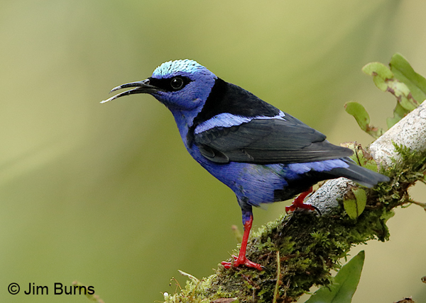 Red-legged Honeycreeper male