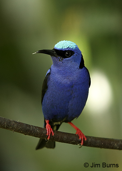 Red-legged Honeycreeper male #2