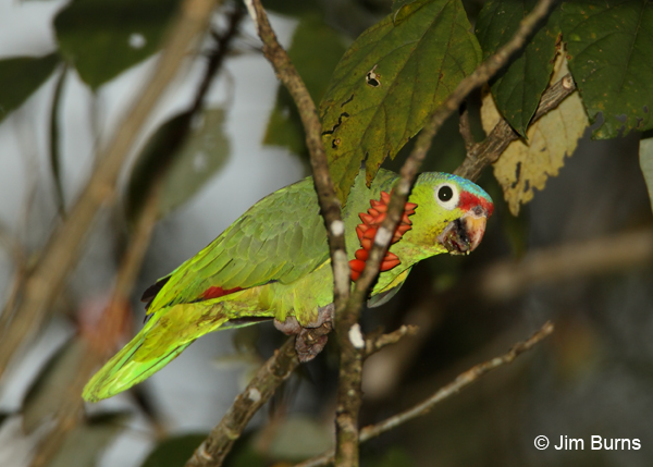 Red-lored Parrot eating flower petals