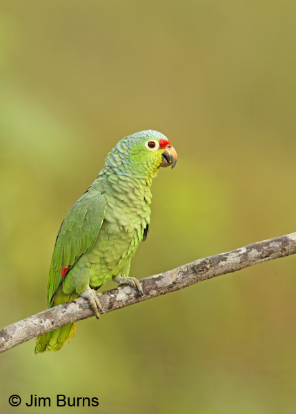 Red-lored Parrot