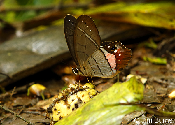 Red-tailed Pierella (Pierella helvina)--4593
