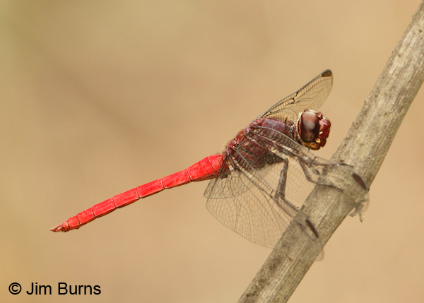 Red-tailed Skimmer male, Cano Negro, CR, May 2012