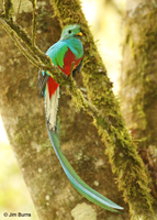 Resplendent Quetzal male