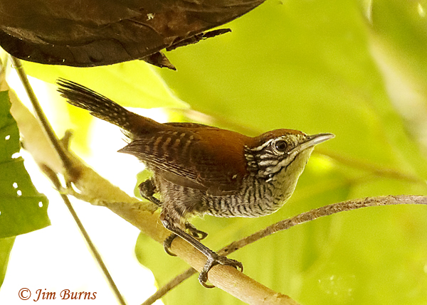Riverside Wren--5513