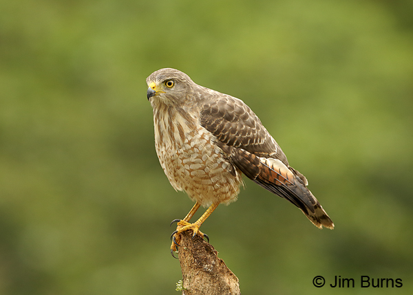 Roadside Hawk juvenile