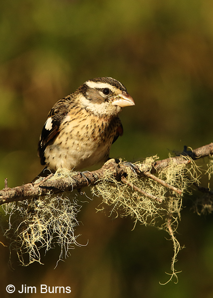 Rose-breasted Grosbeak female