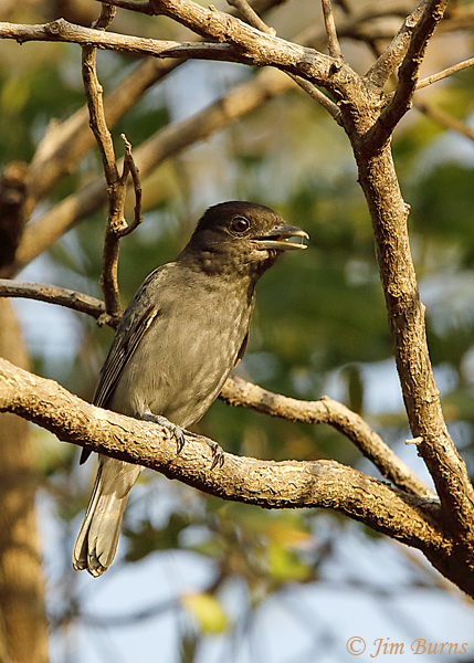 Rose-throated Becard male--5381