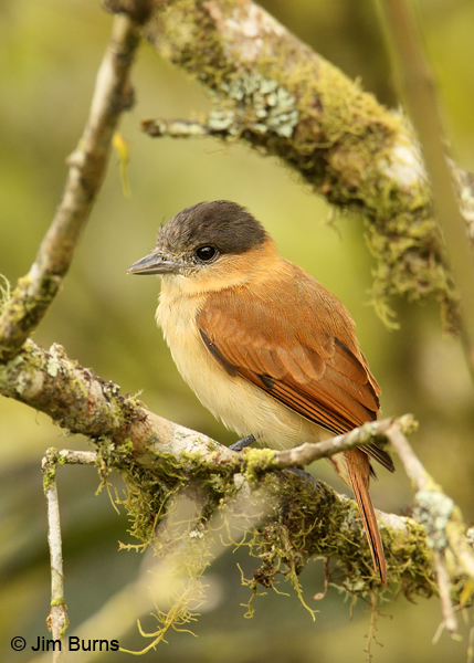 Rose-throated Becard female