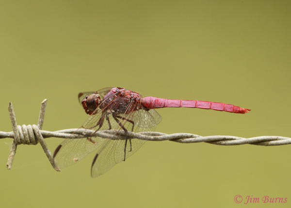 Roseate Skimmer male, Cano Negro, C.R., May 5, 2012