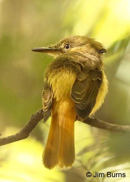Royal Flycatcher dorsal view