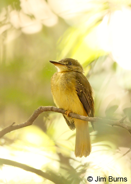 Royal Flycatcher