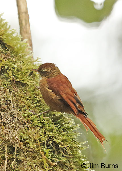 Ruddy Treerunner dorsal view