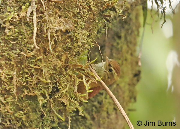 Ruddy Treerunner gleaning on mossy bark
