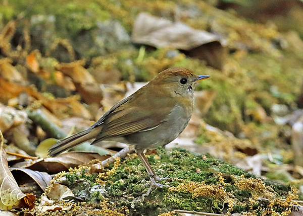 Ruddy-capped Nightingale Thrush--6557