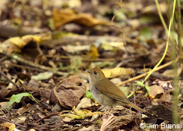 Ruddy-capped Nightingale Thrush #2