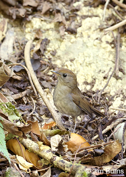 Ruddy-capped Nightingale Thrush ventral view #2