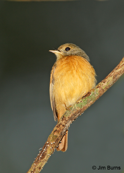 Ruddy-tailed Flycatcher