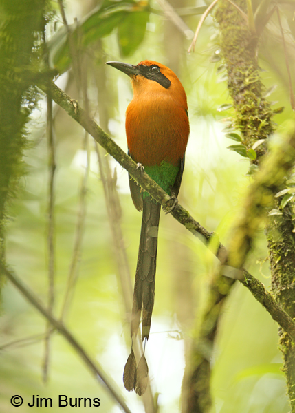 Rufous Motmot