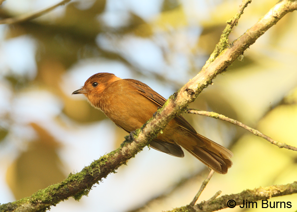 Rufous Mourner