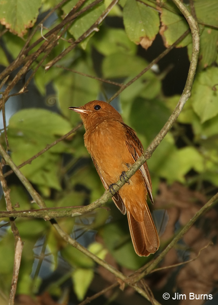 Rufous Piha