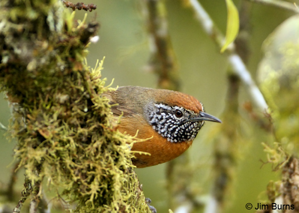 Rufous-breasted Wren