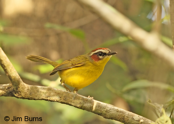 Rufous-capped Warbler