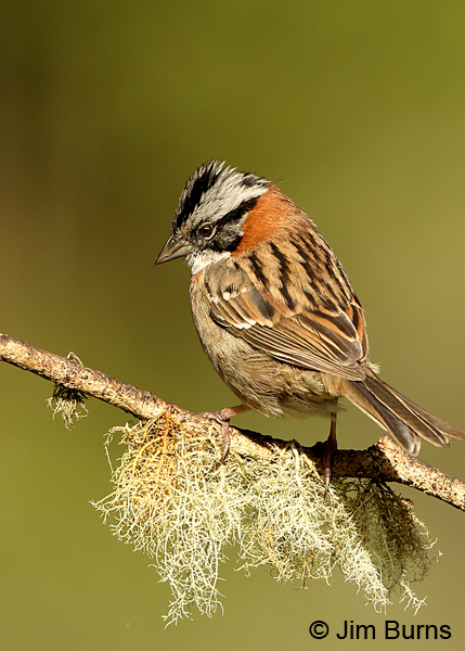 Rufous-collared Sparrow