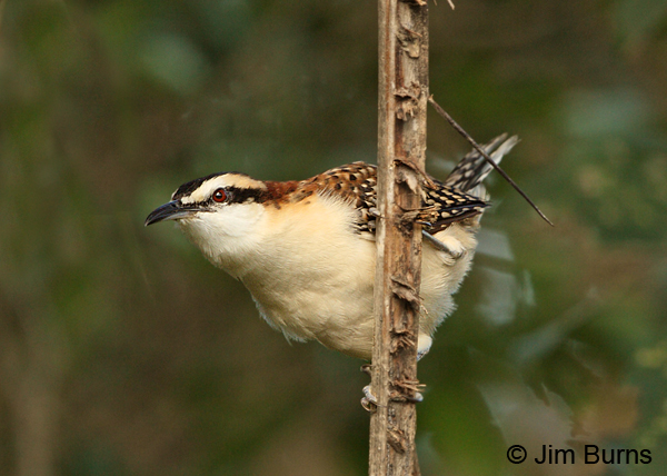 Rufous-naped Wren on vine alert