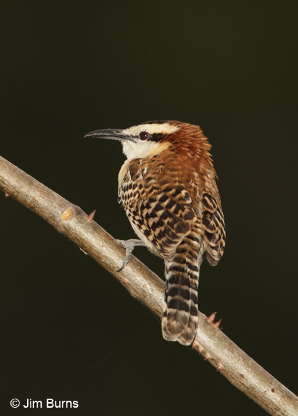 Rufous-naped Wren showing rufous nape