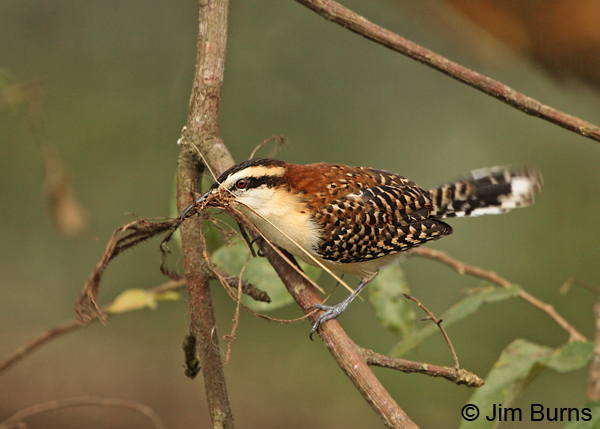Rufous-naped Wren with nesting material