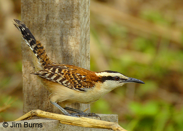 Rufous-naped Wren on post