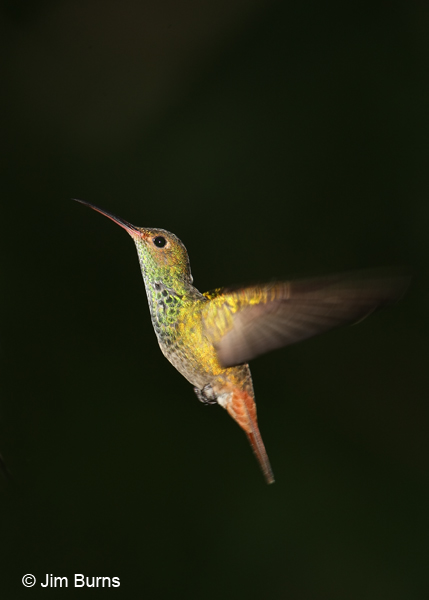Rufous-tailed male hovering