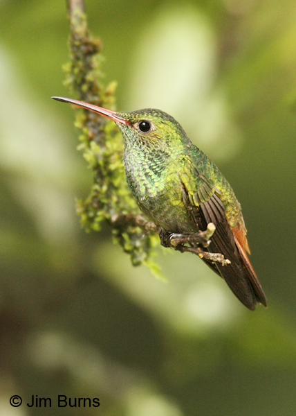 Rufous-tailed Hummingbird male