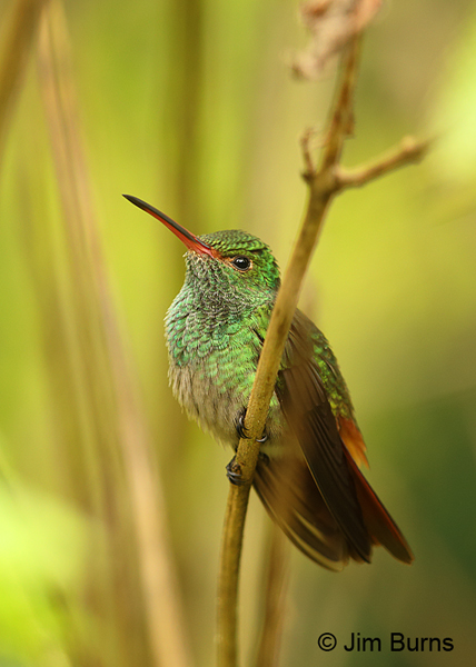 Rufous-tailed Hummingbird male, Arenal