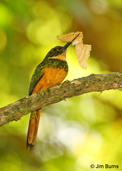 Rufous-tailed Jacamar female with moth