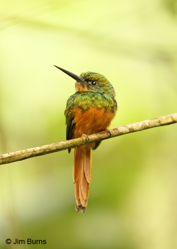 Rufous-tailed Jacamar female