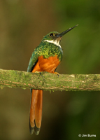 Rufous-tailed Jacamar male