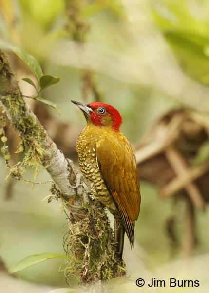 Rufous-winged Woodpecker male