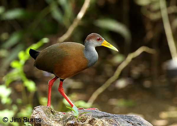 Russet-naped Wood-Rail 