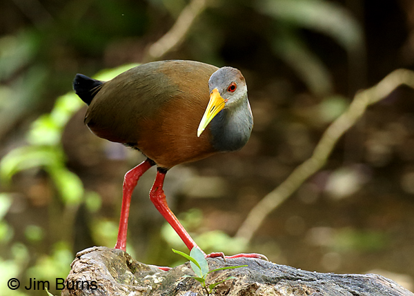 Russet-naped Wood-Rail #2