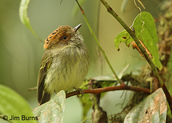 Scale-crested Pygmy-Tyrant, Tapanti NP