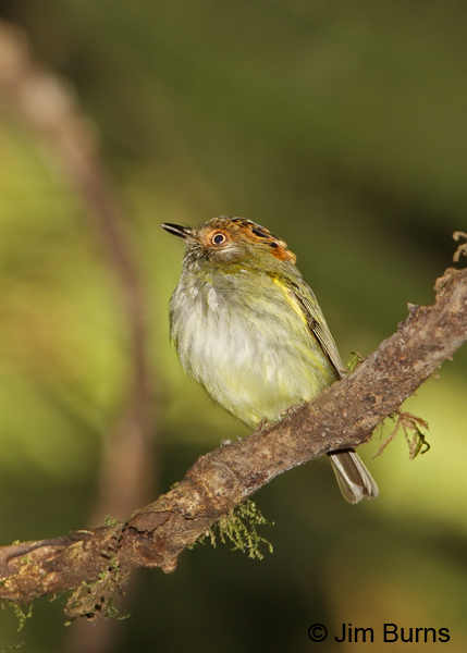 Scale-crested Pygmy-Tyrant #2