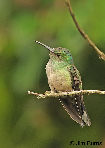 Scaly-breasted Hummingbird