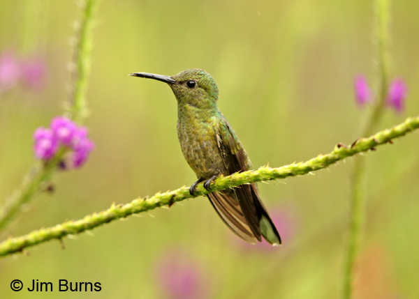 Scaly-breasted Hummingbird ventral view