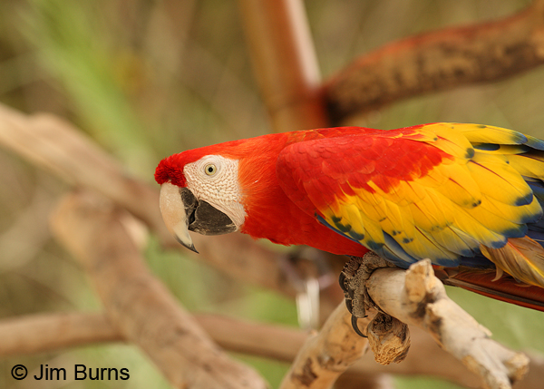Scarlet Macaw head and scapular shot.