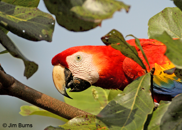 Scarlet Macaw head shot