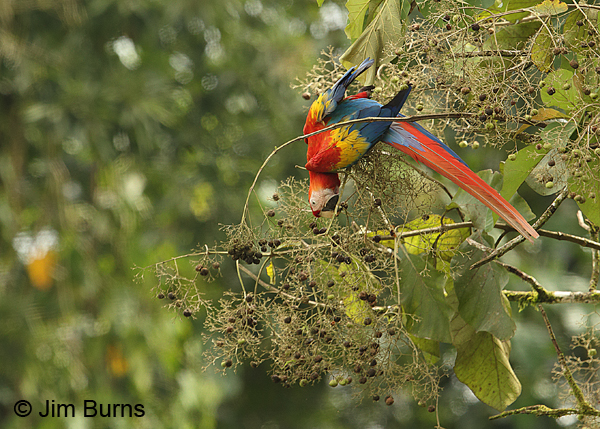 Scarlet Macaw in figs